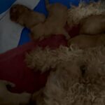 Awesome New Cavapoo puppies- just born