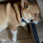 Corgi Looking for New Home