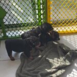 AKC Registered Rottweiler puppies