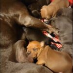 Bluenose Rednose mix puppies