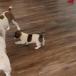 Jack Russell Pups
