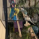 4 parakeets with the cage and nesting box and food