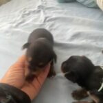 Puppies for sale