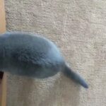 Beautiful 5 year old female Russian Blue
