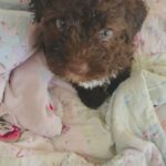 Meet Baby Chunk
