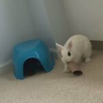 Bunny for sale