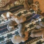 American bully puppies