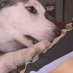 "Siberian Husky for sale "