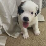 Puppies need a forever home