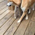 Purebred Shiba Inu Puppies