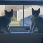 7 month old kitten twins