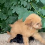Puppies for sale