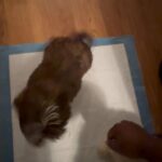 Pure bred Shih Tzu puppy