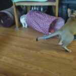 F3 Chausie/Savannah kittens for sale