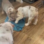 AKC Registered English Bulldogs