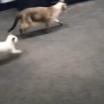 Seal Point Siamese Kittens For Sale