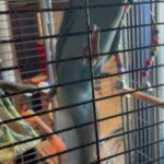COLORFUL GREEK CHEEK CONURE