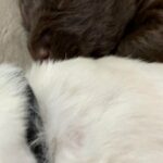 Adorable F1 Country Raised Labradoodles