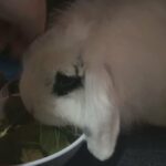 holland lop rabbit set