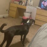"Border collie mix needs a new home "