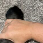 Mini dachshund puppies