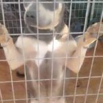 American Bully - Female - 1.5yr - ABKC