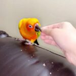 Tamed Sun Conure