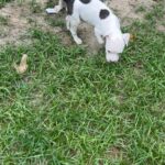 beautiful pitbull puppies
