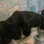 Minnie Dashound babies
