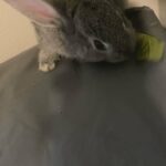 Female rabbit for sale!