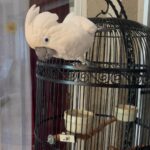 Umbrella Cockatoo