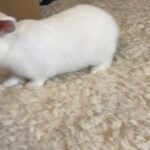 Rabbit for sale