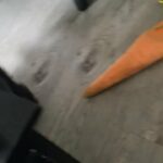 Kittens For Sale