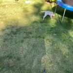 "5 month old female yellow lab  "