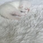 Persian babies