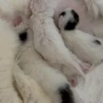Persian babies