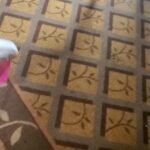 Umbrella Cockatoo