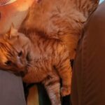Maine Coon