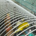 5 parakeets birds