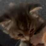 Baby cats!