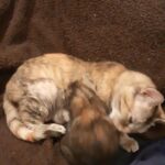 Two female kittens for sale. Half maine coon