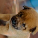 Shiba Inu Pup for Sale!