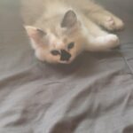 Flame point ragdolls