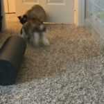 Bunny for sale!