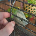 Senegal parrot