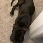 Brindle Pitbull