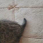 Scottish fold beautiful girl Soso