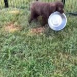 Labradoodle Puppies