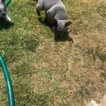 "AKC French bulldog puppies "