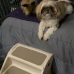 Female Spayed Lionhead